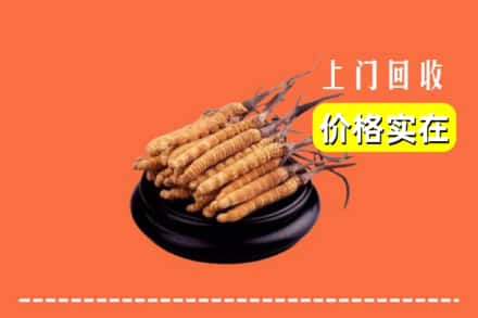 红河州绿春回收冬虫夏草
